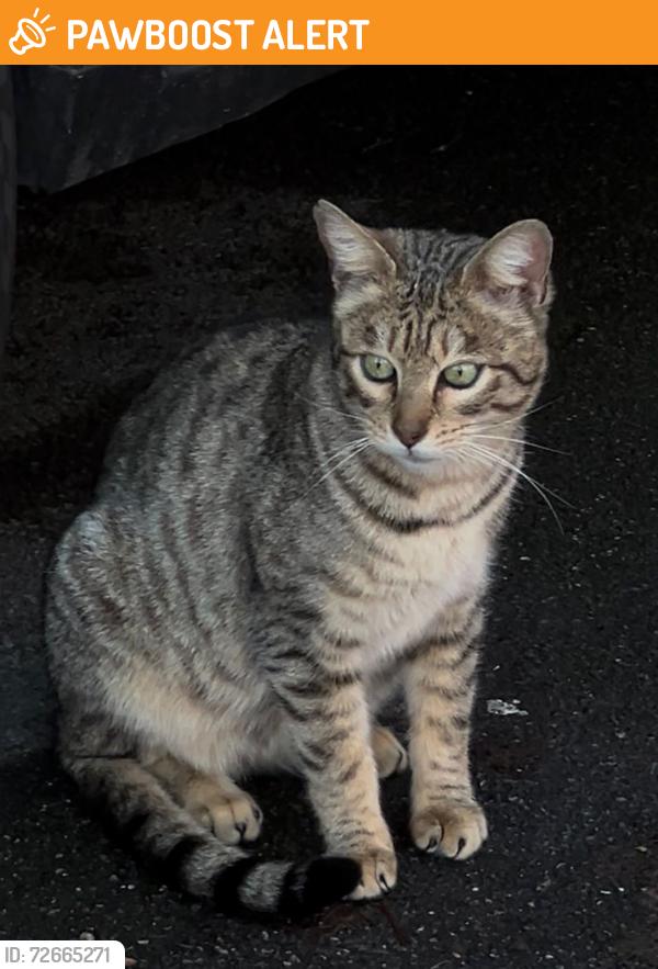 Found/Stray Female Cat last seen Stoke park, Stoke Gifford, England BS16 1WP