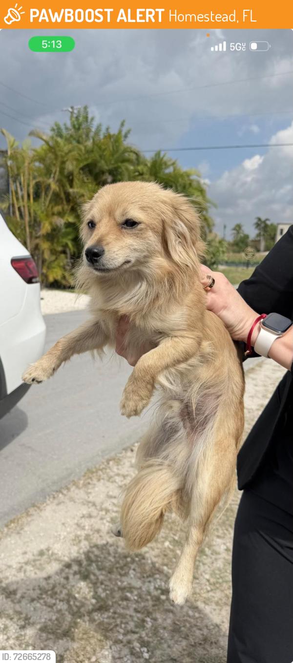 Found/Stray Male Dog last seen Villa Toscana , Homestead, FL 33030