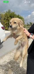 Found/Stray Male Dog last seen Villa Toscana , Homestead, FL 33030
