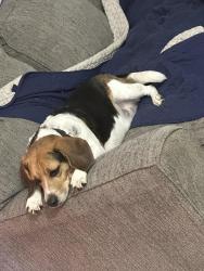 Lost Male Dog last seen Wekiva river rd and chipola trail, Sorrento, FL 32776