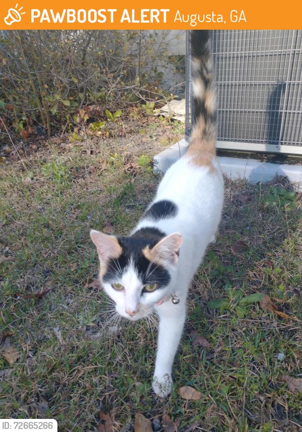 Found/Stray Female Cat last seen Near Carswell Dr. between Grovetown and Gate 1, Augusta, GA 30909