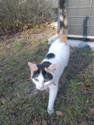 Found/Stray Female Cat last seen Near Carswell Dr. between Grovetown and Gate 1, Augusta, GA 30909