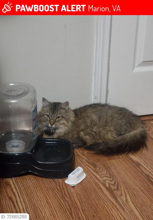 Lost Female Cat last seen By turkey pen INC and blevins hardware , Marion, VA 24354