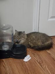 Lost Female Cat last seen By turkey pen INC and blevins hardware , Marion, VA 24354