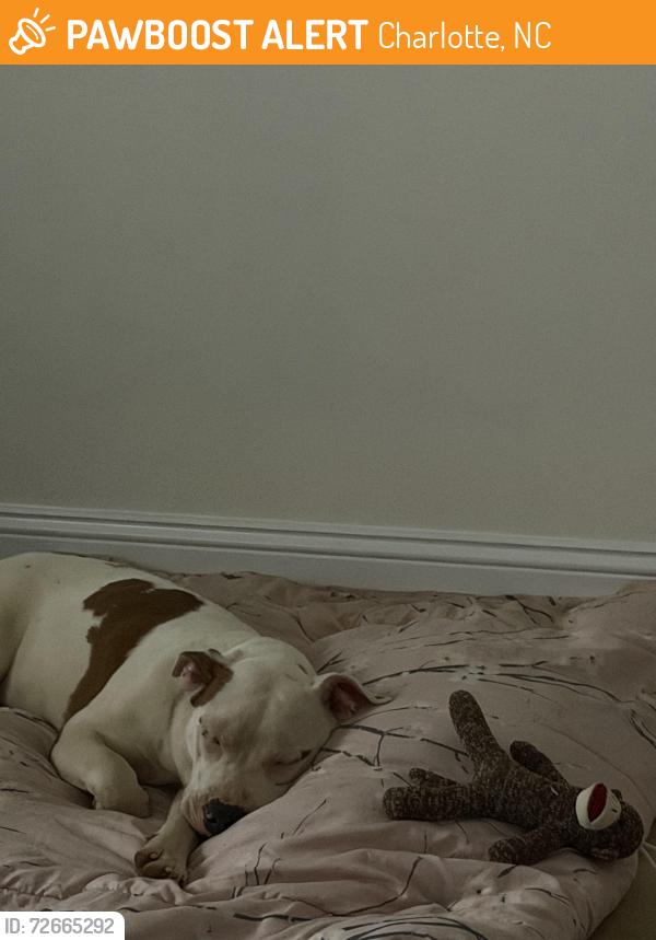 Found/Stray Female Dog last seen ens Ave & Orton St, Charlotte, NC 28208