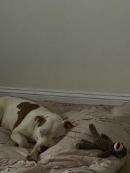 Found/Stray Female Dog last seen ens Ave & Orton St, Charlotte, NC 28208