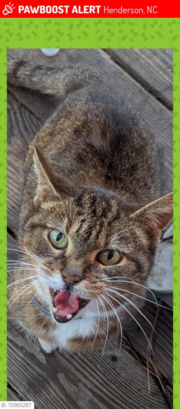 Lost Female Cat last seen Raleigh road and Bear Pond , Henderson, NC 27537