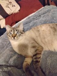 Lost Female Cat last seen Country village rd, Jurupa Valley, CA 91752