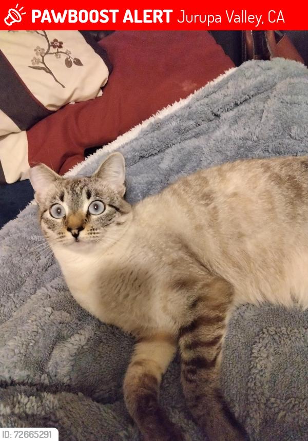 Lost Female Cat last seen Country village rd, Jurupa Valley, CA 91752