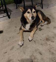 Found/Stray Male Other last seen Fostoria Rd Cleveland TX, Cleveland, TX 77372