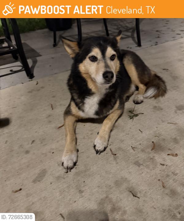 Found/Stray Male Other last seen Fostoria Rd Cleveland TX, Cleveland, TX 77372