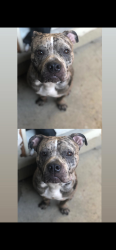 Lost Male Dog last seen Versailles , Arlington, TX 76006