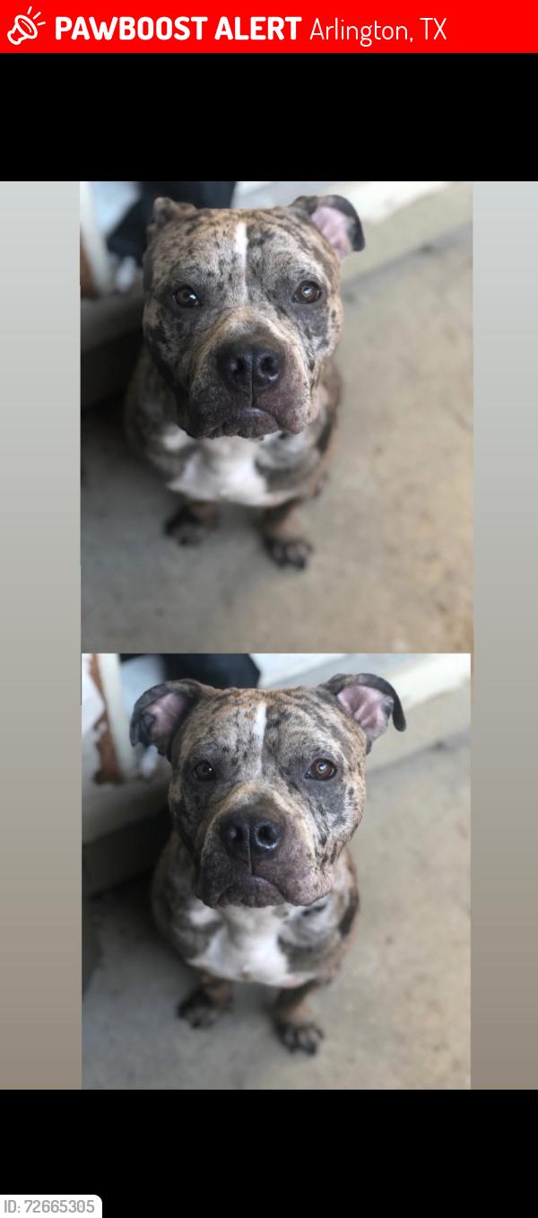 Lost Male Dog last seen Versailles , Arlington, TX 76006