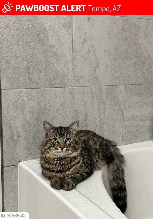 Lost Male Cat last seen E Emerald ST & S Priest DR, Tempe, AZ 85283