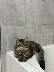 Lost Male Cat last seen E Emerald ST & S Priest DR, Tempe, AZ 85283