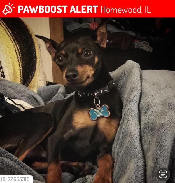 Lost Male Dog last seen Willow Road, Homewood, IL 60430