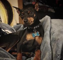 Lost Male Dog last seen Willow Road, Homewood, IL 60430