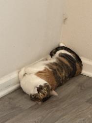 Lost Female Cat last seen Hatteras Blvd & Nordic Dr, Panama City, FL 32404