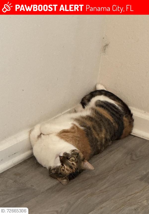 Lost Female Cat last seen Hatteras Blvd & Nordic Dr, Panama City, FL 32404