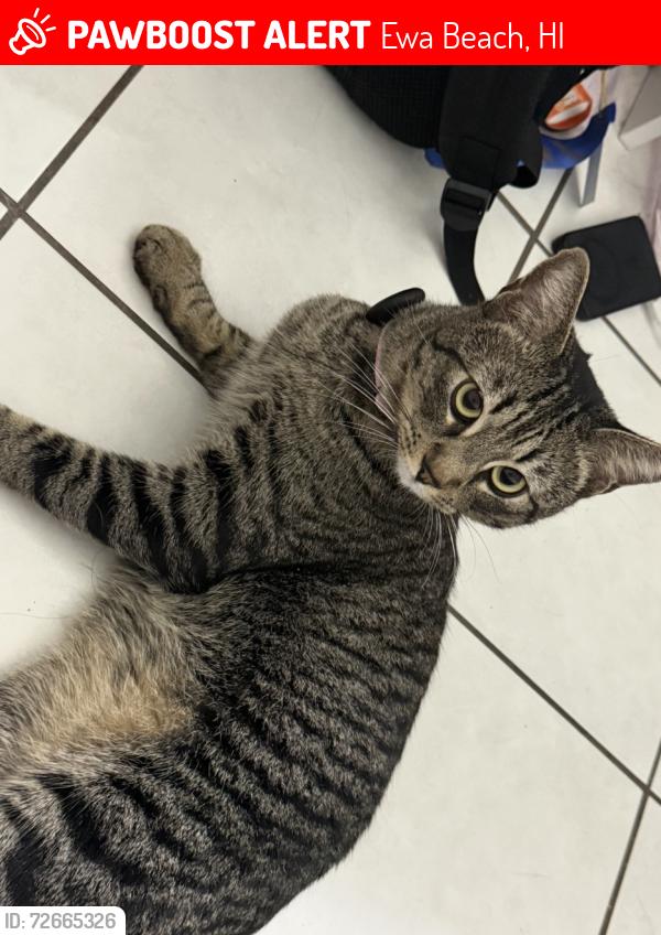 Lost Male Cat last seen often seen roaming around Kaaimalu Pl, Kuhia Pl, Kaikoi Pl, and Maipuhi Pl in Ewa Beach., Ewa Beach, HI 96706