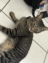 Lost Male Cat last seen often seen roaming around Kaaimalu Pl, Kuhia Pl, Kaikoi Pl, and Maipuhi Pl in Ewa Beach., Ewa Beach, HI 96706