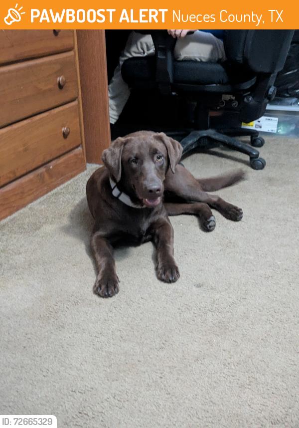Found/Stray Male Dog last seen Wade st / March st, Nueces County, TX 78380