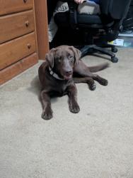 Found/Stray Male Dog last seen Wade st / March st, Nueces County, TX 78380