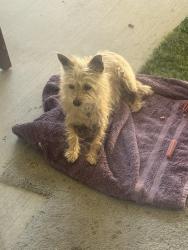 Found/Stray Female Dog last seen Near ave. & dale kiler in mecca ca, Mecca, CA 92254