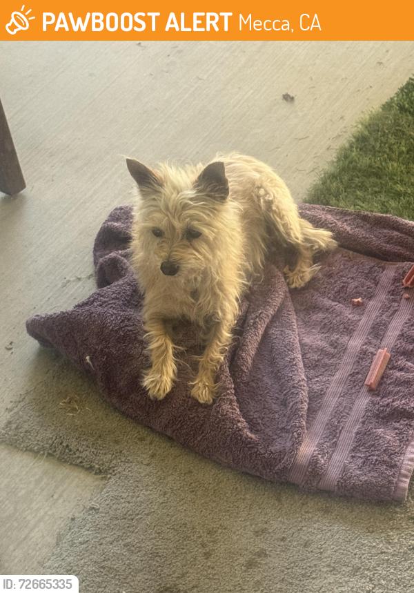 Found/Stray Female Dog last seen Near ave. & dale kiler in mecca ca, Mecca, CA 92254