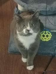 Lost Male Cat last seen Sugar hse extended stay america hidden hollow Parleys creek, Salt Lake City, UT 84106