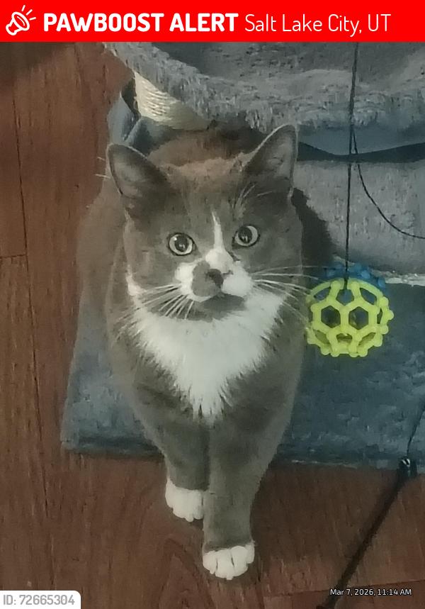 Lost Male Cat last seen Sugar hse extended stay america hidden hollow Parleys creek, Salt Lake City, UT 84106