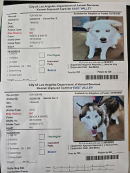 Found/Stray Female Dog last seen Near Fwy, Hansen Hills, East Valley, CA, Los Banos, CA 93635