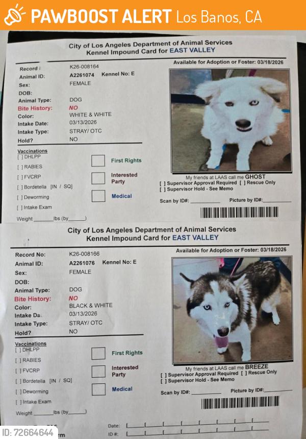 Found/Stray Female Dog last seen Near Fwy, Hansen Hills, East Valley, CA, Los Banos, CA 93635