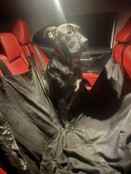 Found/Stray Female Dog last seen sudden and palm street, Watsonville, CA 95076