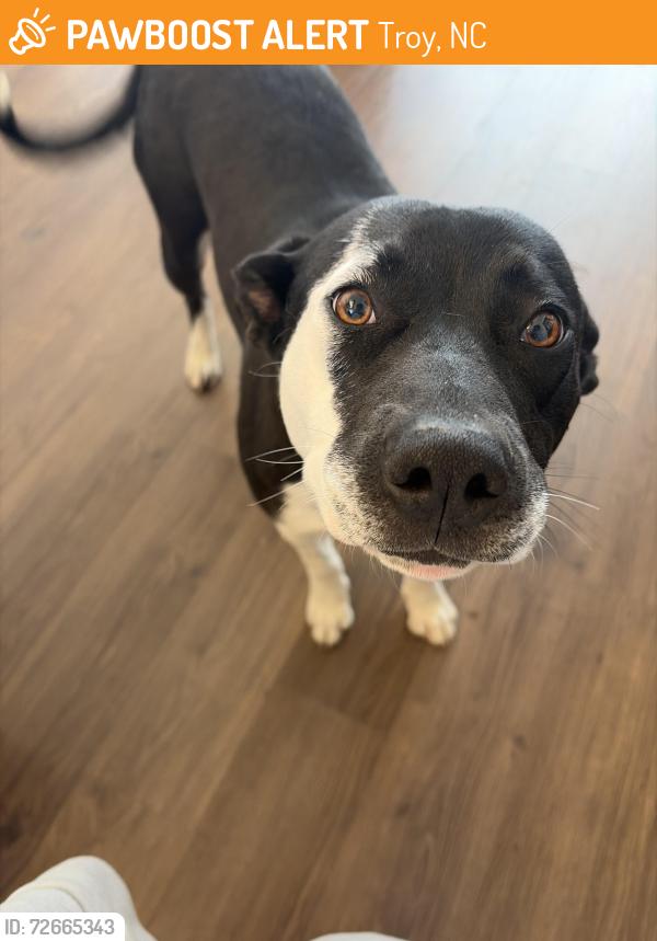 Found/Stray Female Dog last seen Unsure, Troy, NC 27371