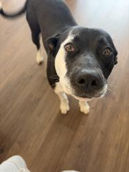 Found/Stray Female Dog last seen Unsure, Troy, NC 27371