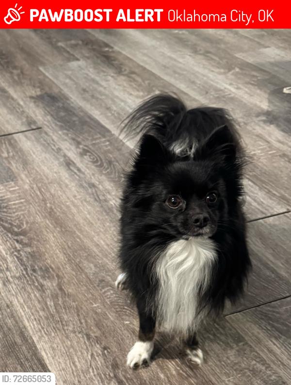 Lost Male Dog last seen Nw 32 y N Harvey Pkwy , Oklahoma City, OK 73139