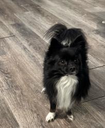 Lost Male Dog last seen Nw 32 y N Harvey Pkwy , Oklahoma City, OK 73139
