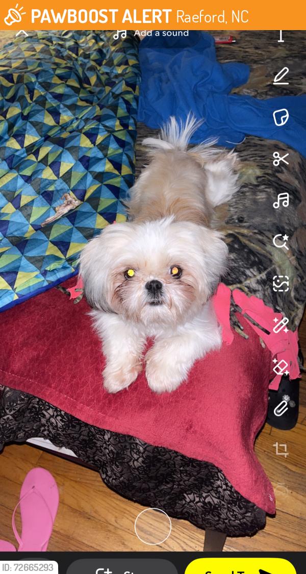 Found/Stray Female Dog last seen Raeford , Raeford, NC 28376