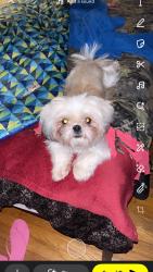 Found/Stray Female Dog last seen Raeford , Raeford, NC 28376