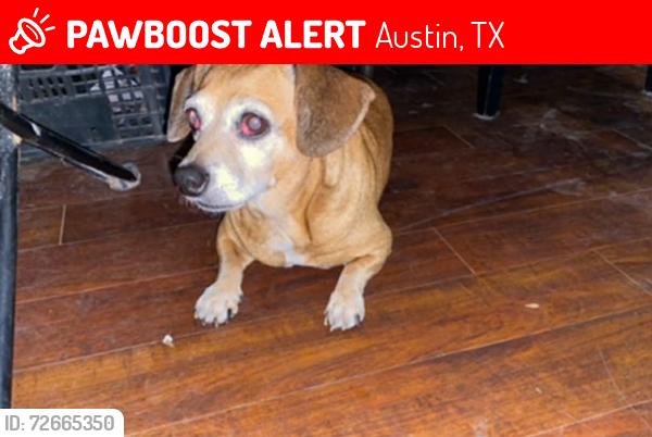 Lost Female Dog last seen Franklin park, Austin, TX 78744