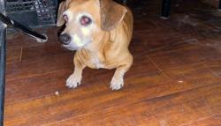 Lost Female Dog last seen Franklin park, Austin, TX 78744