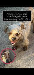 Found/Stray Male Dog last seen 123rd Ave and 200 St, Miami, FL 33177