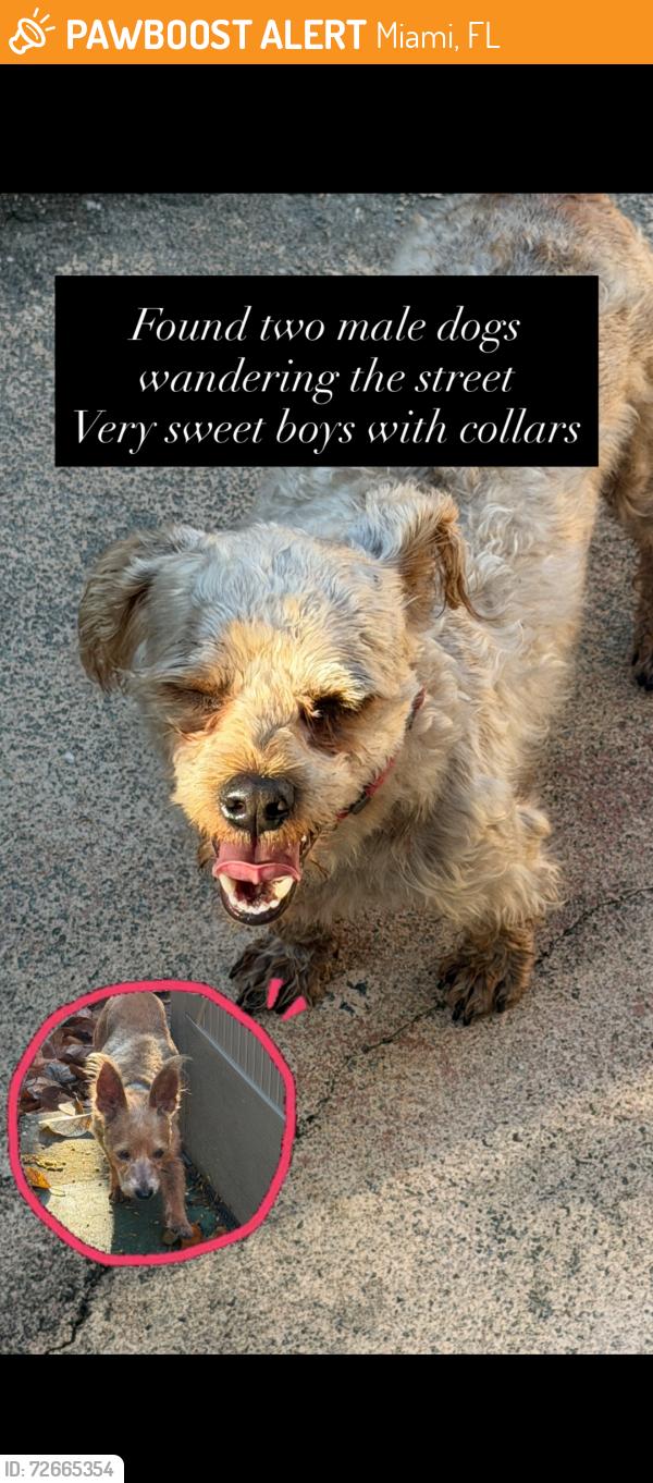 Found/Stray Male Dog last seen 123rd Ave and 200 St, Miami, FL 33177