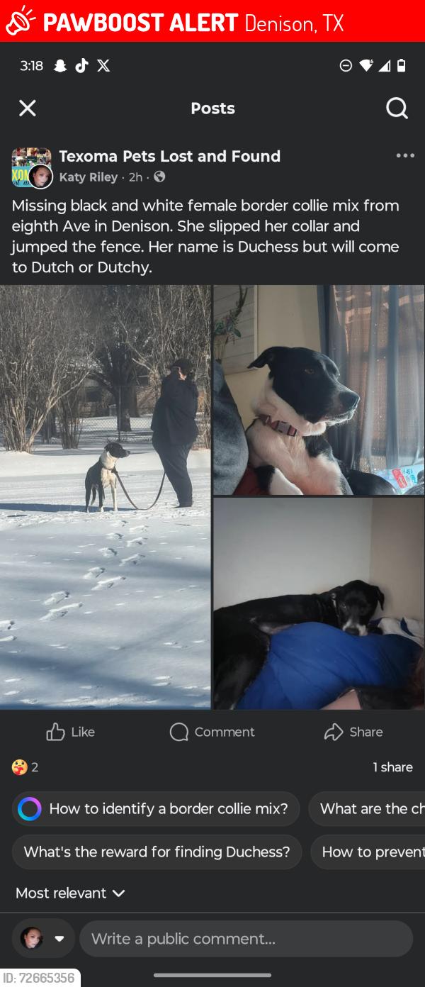 Lost Female Dog last seen Maple Row, Denison, TX 75021