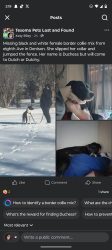 Lost Female Dog last seen Maple Row, Denison, TX 75021