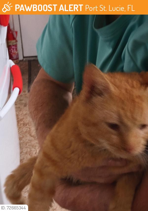 Found/Stray Male Cat last seen SE Aneci and SE Whitmore 34984, Port St. Lucie, FL 34984