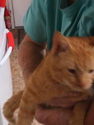 Found/Stray Male Cat last seen SE Aneci and SE Whitmore 34984, Port St. Lucie, FL 34984