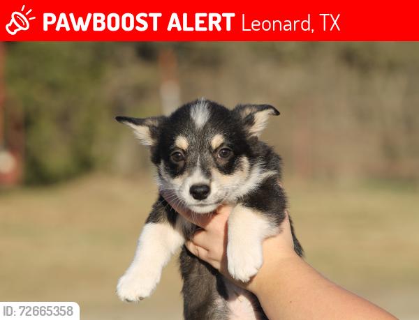 Lost Male Dog last seen The Cave Training Facility, Leonard, TX 75452