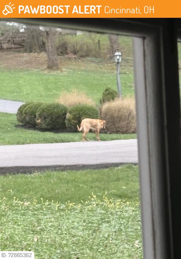 Found/Stray Unknown Dog last seen Tusculum Ave, Cincinnati, OH 45226